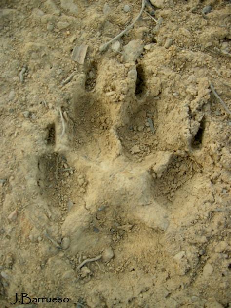 Rastros de lobo: huellas, excrementos, rascaduras.